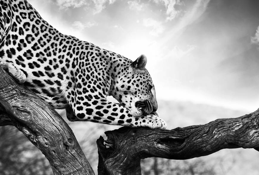 content-width-leopard-bw